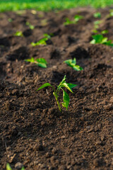 planting peppers in the garden. Selective focus.