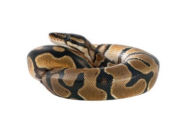 Obraz premium Ball phyton on white background