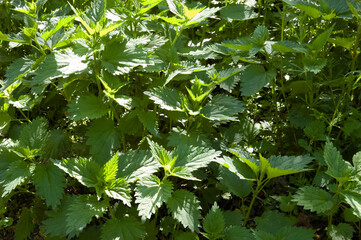 Lush, dense nettle bushes bathed in bright summer sunlight.