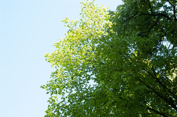 Tree branches with green leaves against bright blue summer sky.