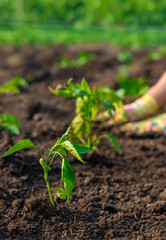 planting peppers in the garden. Selective focus.
