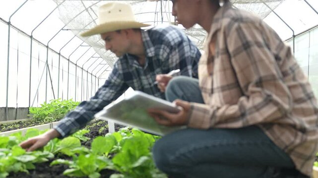 VDO 4K Young adult working in greenhouse picking fresh organic chard form field
