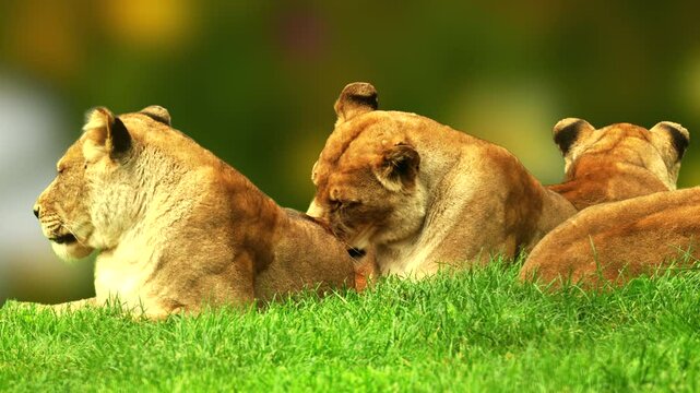 Three lionesses rest closely on green grass, one grooming with tongue out. Captured in soft light with a bokeh wildflower background. Full property release. Zoo setting.