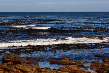 View over the dark blue waters of the cold Southern Atlantic Ocean, with kelp drifting on the surface, of the rocky coast of the Cape of Good Hope Nature Reserve on the Cape Peninsula.
