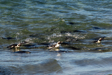 Obraz premium African Penguins swimming, coming in from their fishing, at the bay at Boulders beach at Simon’s Town in South Africa.