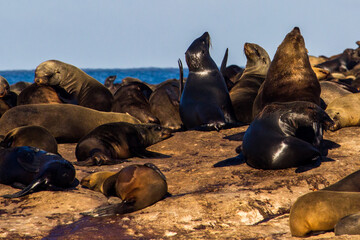 A large Colony of Cape Fur seals, sunbathing on the rocky Duiker Island at Hout Bay of the coast of South Africa.