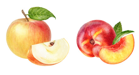 Watercolor Red Apple and Nectarine Illustration