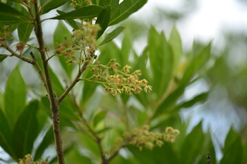 Pittosporum tobira tree and flowers in Korea