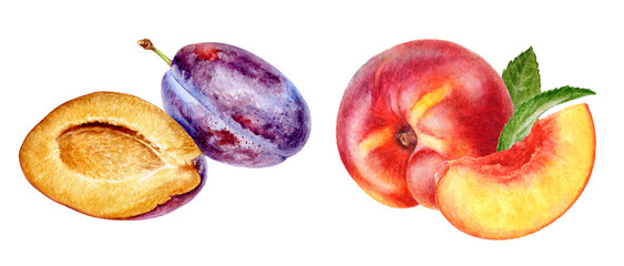 Watercolor Plum and Nectarine Illustration, Fresh Fruit Duo