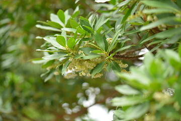 Pittosporum tobira tree and flowers in Korea