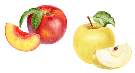 Watercolor Realistic Nectarine peach and Golden Apples Illustration, Fresh Fruit Collection