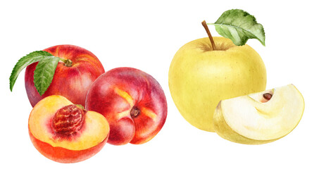 Watercolor Realistic Peach, Nectarine and Apple Illustration, Fresh Fruits