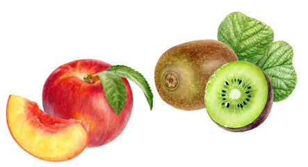 Watercolor Realistic Nectarine and Kiwi Illustration, Fresh and Juicy Fruits Set