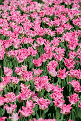 Obraz premium tulips field pink white Crown of Dynasty