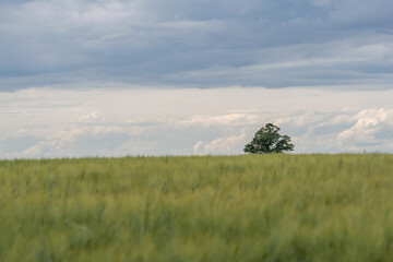 Obraz premium Solitary oak tree stands in middle of vast green field under partly cloudy sky. This tranquil rural landscape capture peacefulness of countryside and beaty of untouched nature. Ideal for environmental