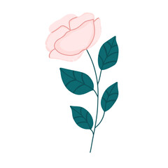 Vintage floral design element. Pink textured rose with teal leaves on white isolated background. Hand drawn vector illustration