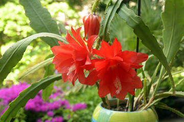 epiphyllum kaktus