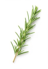 Fototapeta premium Fresh Rosemary Sprig 2025-05-18 - A single sprig of fresh rosemary, vibrant green, symbolizes culinary herbs, Mediterranean cuisine, natural flavor, healthy cooking, and aromatic fragrance