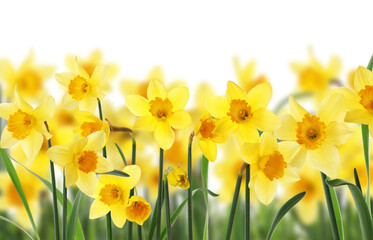 Obraz premium Beautiful yellow daffodil flowers on white background