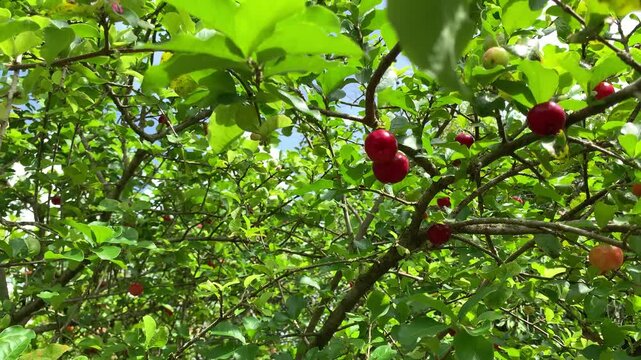 picking acerola from the tree at home