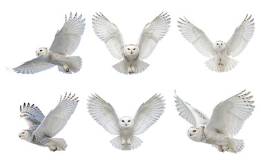 Obraz premium Collection of snowy owls in various flying poses isolated on transparent background