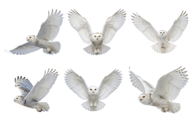Collection of snowy owls in various flying poses isolated on transparent background