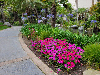 Bright magenta colored busy Lizzies flowers, Impatiens Walleriana, in a lush tropical garden followed by blooming deep blue colored  spheres of African Lily and palm fronds hanging over  a pathway