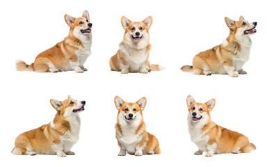 Six adorable corgi dogs sitting and posing isolated on transparent background