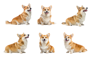Six adorable corgi dogs sitting and posing isolated on transparent background