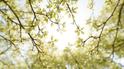 Fototapeta premium Sunlight pierces through canopy, illuminating vibrant, newly sprouted leaves on delicate branches in early springtime season