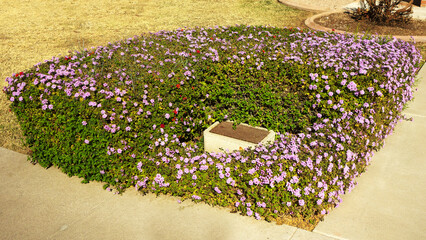 Xeriscaping with flowering patch of Lantana Montevidensis around water service hatch 