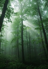 Fototapeta premium Sunbeams in Misty Forest - Sun rays pierce through the fog in a lush green forest, creating a mystical and serene atmosphere