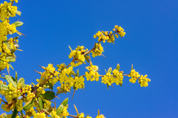 Berberis darwinii, a branch of barberry blooming with yellow flowers in the spring in a garden in Odessa