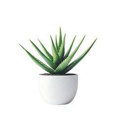 Fototapeta premium Aloe vera plant in white pot isolated on transparent background