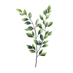 Fototapeta premium Green watercolor leaves branch isolated on transparent background