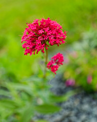 Red valerian flower detail