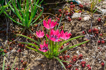 Blooming red flowers Dwarf botanical tulip Little Beauty, Odessa