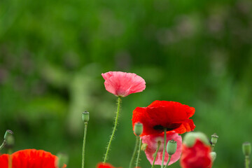 Fototapeta premium red poppy in the field
