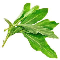 Obraz premium Fresh Green Sage Leaves On A White Background, Studio Shot. Herbal Plant With Aroma For Cooking. 