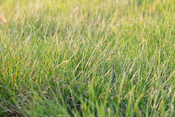 green grass in the rays of the bright morning sun