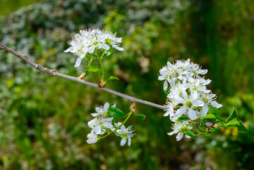 Prunus spinosa, white blackthorn flowers in spring in a garden