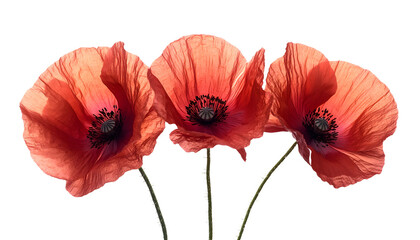 three red poppies isolated on white background