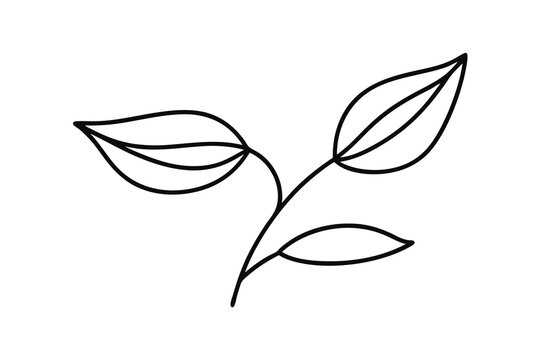 Simple line drawing of delicate branch with leaves