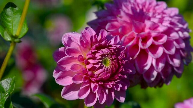 Close-up video shot of vibrant dahlias in a garden