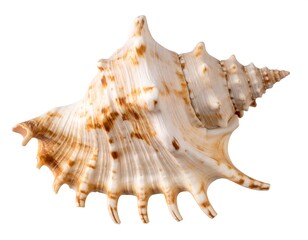Seashell, detailed, isolated