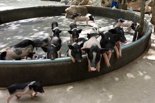 A group of small, minipigs or pot-bellied pigs on a paved surface. The pigs have distinct patches of black and white fur, and their snouts and ears are prominent.
