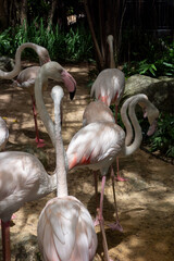 A flamingos, displaying their characteristic pale pink and white plumage, are gathered around a shallow body of water or pond within a lush, naturalistic enclosure.