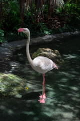 A flamingos, displaying their characteristic pale pink and white plumage, are gathered around a shallow body of water or pond within a lush, naturalistic enclosure.