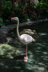 A flamingos, displaying their characteristic pale pink and white plumage, are gathered around a shallow body of water or pond within a lush, naturalistic enclosure.