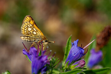 Small Pearl-bordered Fritillary (Boloria selene)
